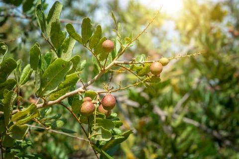 Longan fruit tree. Foto stock