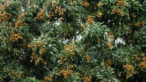 Longan fruit on tree, rainy day scene Stock Footage 94424247