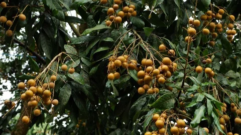 Longan fruit on tree, rainy day scene Stock Footage 99119143