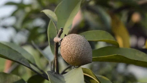Longan in the garden Stock Footage 212549190