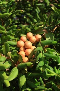 Longan on the green tree. Stock Photos