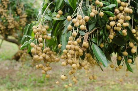 Longan hanging on tree Stock Photos