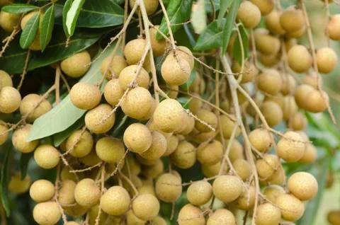 Longan hanging on tree Stock Photos