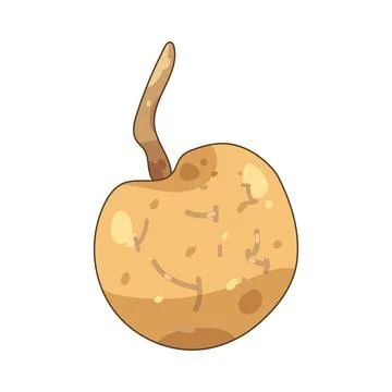 Longan Stock Illustration
