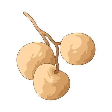 Longan illustration Stock Illustration