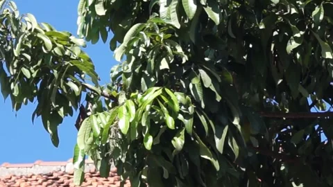 Longan leaves Stock Footage 330210966