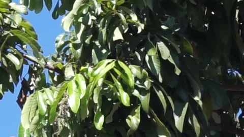 Longan leaves Stock Footage 330210983