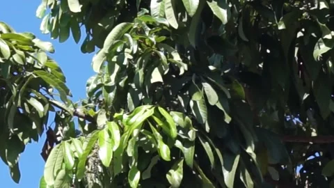 Longan leaves Video stock 330211065