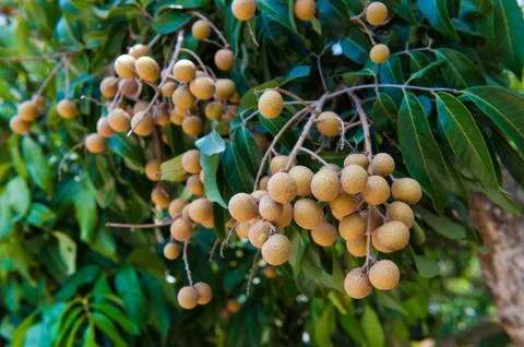 Longan Stock Photos