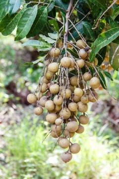 Longan Stock Photos