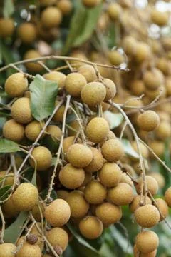 Longan Stock Photos