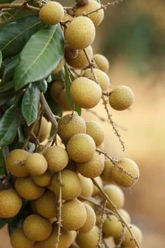 Longan Stock Photos