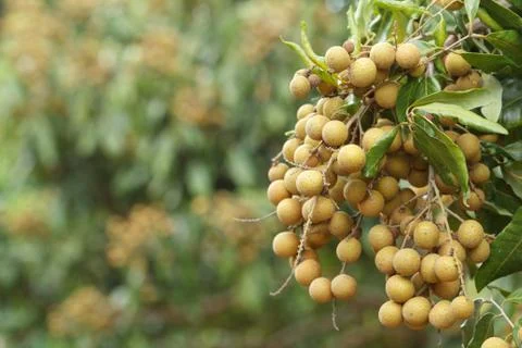 Longan Stock Photos
