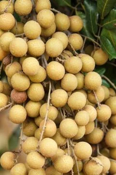 Longan Foto stock