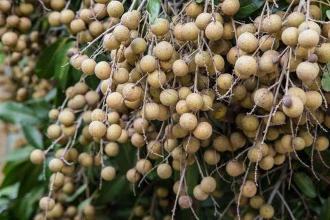 Longan Foto stock
