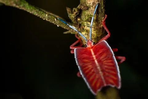 Longan stink bug on green leaf in tropical forests from phuket, thailand.(Tes Stock Photos