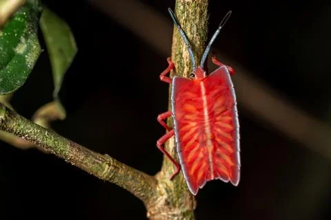 Longan stink bug on green leaf in tropical forests from phuket, thailand.(Tes Stock Photos