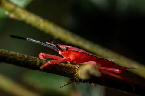 Longan stink bug on green leaf in tropical forests from phuket, thailand.(Tes Foto stock