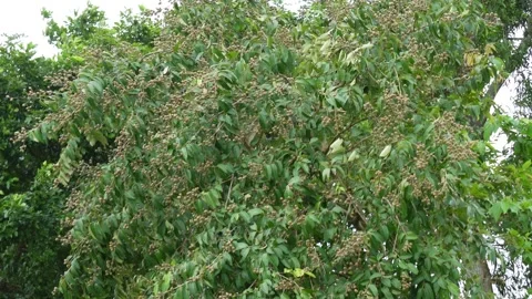 Longan tree branches full with its pods swaying against the wind Stock Footage 314506144
