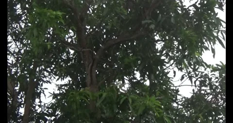 Longan on tree Stock Footage 313604001