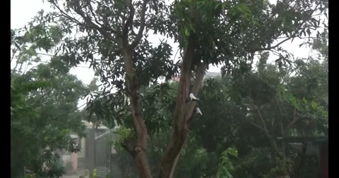 Longan on tree Stock Footage 313604051