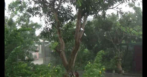 Longan on tree Stock Footage 313604591