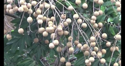 Longan on tree Stock Footage 313605023