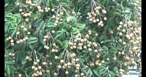 Longan on tree Stock Footage 313605315
