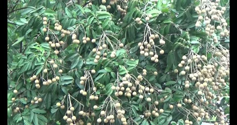 Longan on tree Stock Footage 313606000