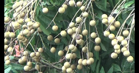 Longan on tree Stock Footage 313606190