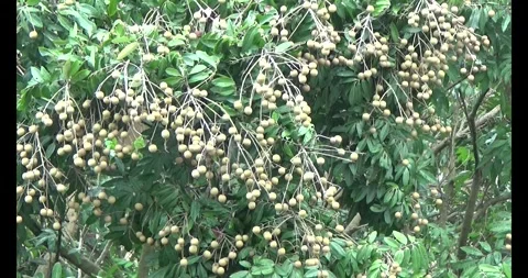 Longan on tree Stock Footage 313606261