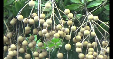 Longan on tree Stock Footage 313606616