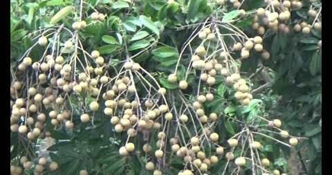 Longan on tree Video stock 313606886