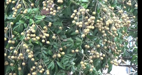 Longan on tree Stock Footage 313607172
