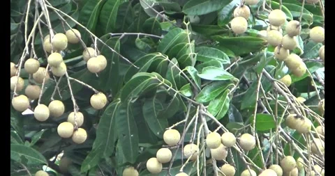 Longan on tree Video stock 313607426