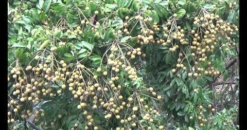 Longan on tree Stock Footage 313608805