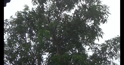 Longan on tree Stock Footage 313609124