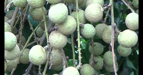 Longan on tree Stock Footage 313611120