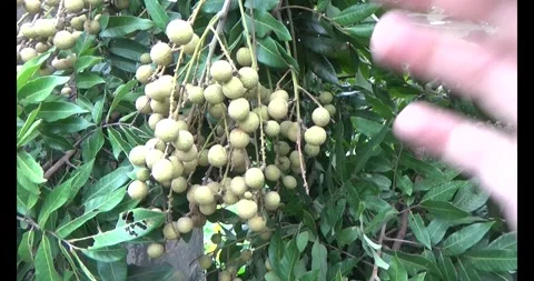 Longan on tree Stock Footage 313611210