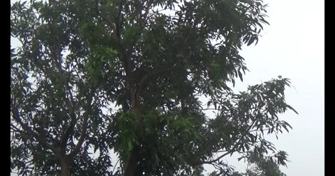 Longan on tree Stock Footage 313612545