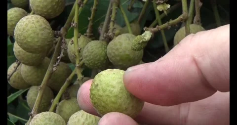 Longan on tree Stock Footage 313612812