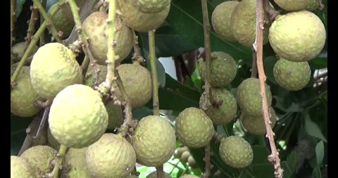 Longan on tree Stock Footage 313612843
