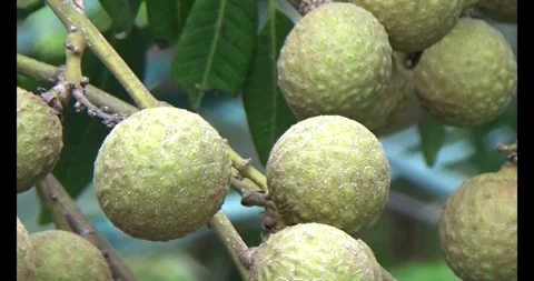 Longan on tree Stock Footage 313613379