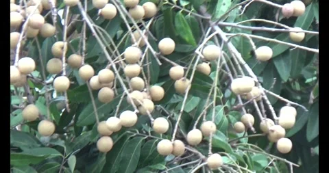 Longan on tree Stock Footage 313614683
