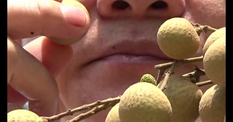 The longan on tree Stock Footage 313915747