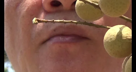 The longan on tree Stock Footage 313915784