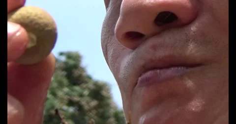 The longan on tree Video stock 313916922