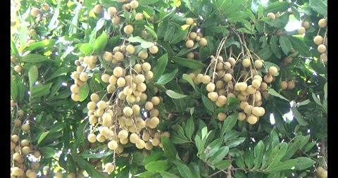 The longan on tree Stock Footage 313917127