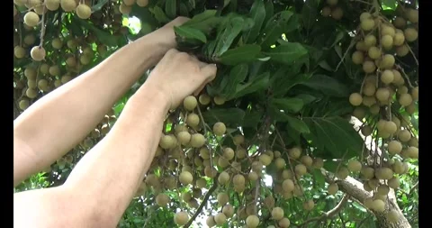 The longan on tree Video stock 313917881