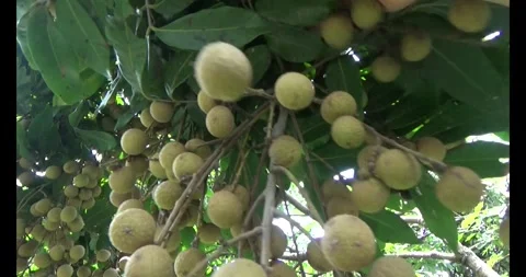 The longan on tree Stock Footage 313918350